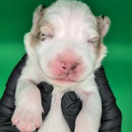 Raven3Girl3- RMF,LONGtail,AKC,OFAs,Genetics - Red merle female Australian Shepherd puppy in South Hill, Virginia from Silverside Aussies LLC