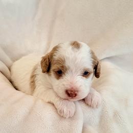 Janie - Parti female Labradoodle puppy in Bruceton Mills, West Virginia from Adonai Ra'ah Farms