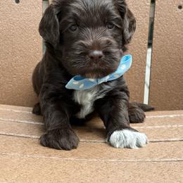 Mister Light Blue - Chocolate male Australian Labradoodle puppy in Wake Forest, North Carolina from Lucky Country Labradoodles