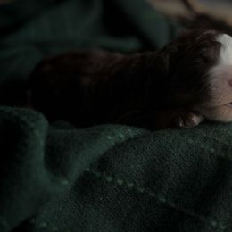 Bernedoodle Puppies from Joy's Dood Ranch