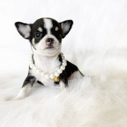Domino - Black and white male Chihuahua puppy in Sacramento, California from Honey Bee Chihuahua’s