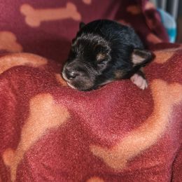 Snow White - Black and white female Companion Cross puppy in Decatur, Illinois from We R Puppies