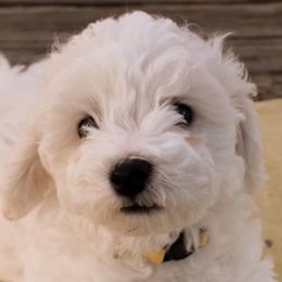 Bichon Frises from Heart of the Rockies Bichons