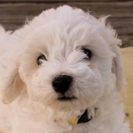 Bichon Frises from Heart of the Rockies Bichons