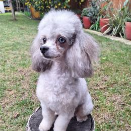 Pepper - Poodle