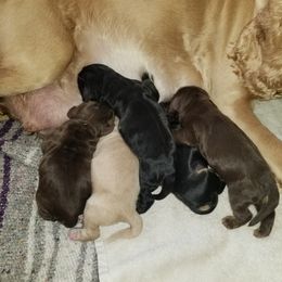 Cocker Spaniel Puppies from Lady's Cocker Spaniels