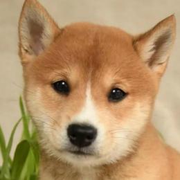 Molly - Red female Shiba Inu puppy in Elizabeth, New Jersey from Shiba Inu Loving Care