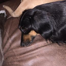 Dachshund Puppies from Rich’s beautiful dachshunds