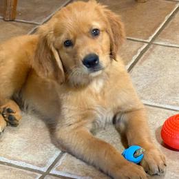 Merle - Dark golden male Golden Retriever puppy in Winnsboro, Texas from Crimson Golden Retrievers