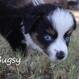 Bugsy - Black tri male Toy Australian Shepherd puppy in Godley, Texas from Flying H Toy and Mini Aussies