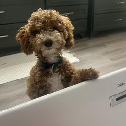 Stanley - Goldendoodle