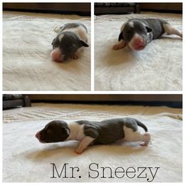 Mr. Sneezy - White and blue male Italian Greyhound puppy in Texas from Italian Greyhounds of Frisco