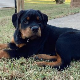 Rottweilers from Lucky Rose Ranch