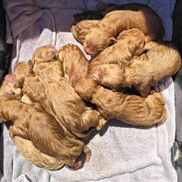 Husk (4th pick male) - Golden male Golden Retriever puppy in Tenino, Washington from Oak River Goldens'
