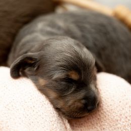 Mary Sanderson - Blue and tan female Dachshund puppy in Staley, North Carolina from Langley Farms Dachshunds