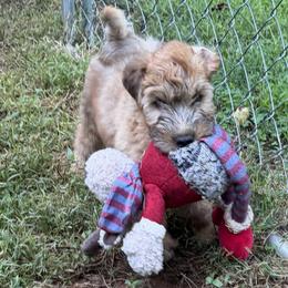 FIFA 22 - Wheaten male Soft Coated Wheaten Terrier puppy in Gainesville, Virginia from Cross the Rubicon KBT & Trebol SCWT