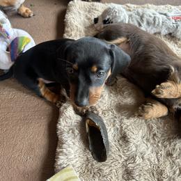 Dachshund Puppies from Dapper Doxies
