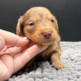 MUFFIN - Dapple female Dachshund puppy in Alto, Texas from Double W Doxies