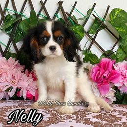 Nelly - Tri-color female Cavalier King Charles Spaniel puppy in Hollywood, Florida from World Class Cavaliers