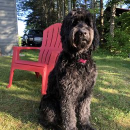 Skye - Goldendoodle
