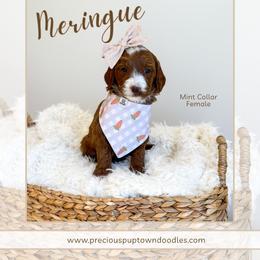 Meringue - Red  female Goldendoodle puppy in Bell Buckle, Tennessee from Precious Puptown Doodles