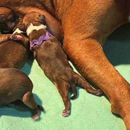 Purple Collar - Red female Staffordshire Bull Terrier puppy in Monroe, Georgia from Irresistibull Staffords