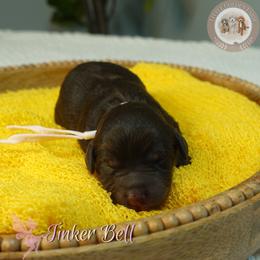 Tinker bell - Brown and white female Aussiedoodle puppy in Fort Myers, Florida from Little Golden Farm
