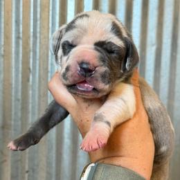 Marcie - Harlequin female Great Dane puppy in Sac City, Iowa from Northern Great Danes of Colorado & Iowa