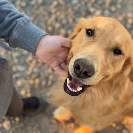 Golden Retriever All Grown Up from Home on the Range Goldens