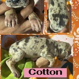 Cotton - Merle female Great Dane puppy in Wellsville, New York from Prophecy Danes