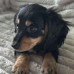 Indigo - Black and cream male Dachshund puppy in Lakeland, Florida from Buckwild Doxies