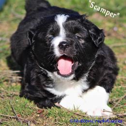 Miniature Australian Shepherd Puppies from Mutton Creek Aussies