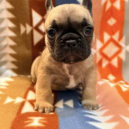Fawn boy 1 - Fawn and white male French Bulldog puppy in Washington, Pennsylvania from Crooked Pine French Bulldogs