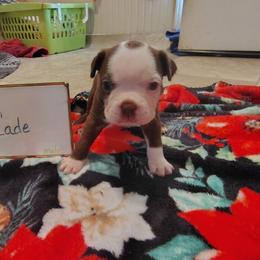 Cade - Red male Boston Terrier puppy in Headland, Alabama from Crystal Carlisle's Boston Terriers