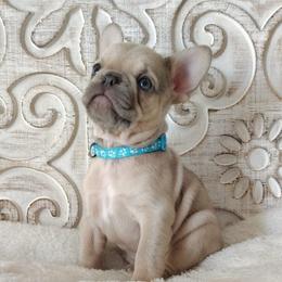 Tootsie (lilac fawn) - Fawn and white female French Bulldog puppy in Tariff, West Virginia from Frenchies WV