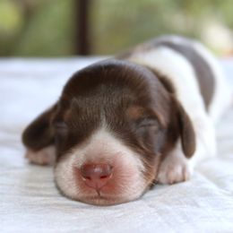 Puppy A Purebred DNA Tested Parents - Chocolate and tan male Dachshund puppy in Haines City, Florida from Divine Poodle Paradise Standard Poodles & Divine Dachshunds