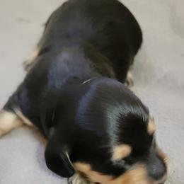 Dachshund Puppies from CLARK'S BREEDING PROGRAM
