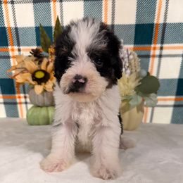 Cadillac - Black and white male Bernedoodle puppy in Luana, Iowa from Country View Bernedoodles and Goldendoodles