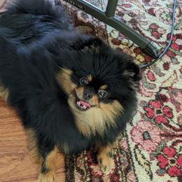 Onyx - Pomeranian