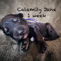 Calamity Jane (Mini Size) - Black female Bordoodle puppy in Mulino, Oregon from Korbella Farm