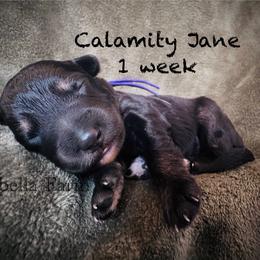 Calamity Jane (Mini Size) - Black female Bordoodle puppy in Mulino, Oregon from Korbella Farm