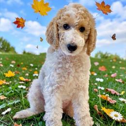 Dolly - Parti female Poodle puppy in Ocala, Florida from Happy Hill Poodle