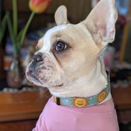 Boxers, Bulldogs, and French Bulldogs from Springwood Farm