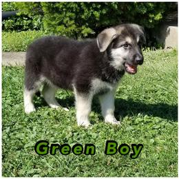 "DOB 6/16/22 Boy **AVAILABLE**" Shiloh Shepherd Puppies from Hill Country Shilohs