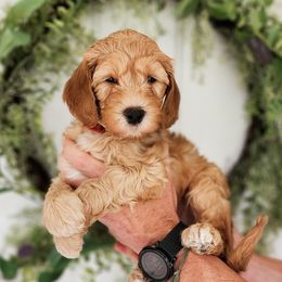 Australian Labradoodle Puppies from Bourbon Rose Australian Labradoodles