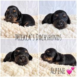 Alpine - Black and tan female Dachshund puppy in Orem, Utah from Miekca’s Dachshunds