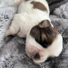 Shih Tzu Puppies from Our ShihTzu Family