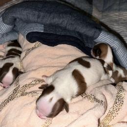 Shih Tzu Puppies from Wood Foo Breeders