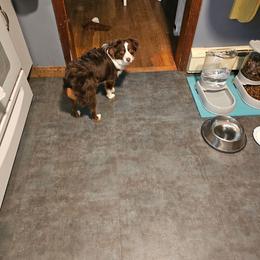 Australian Shepherd, Miniature American Shepherd, and Miniature Australian Shepherd All Grown Up from Spirited Aussies