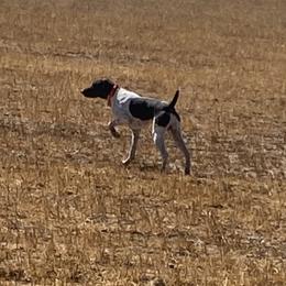German Shorthaired Pointer All Grown Up from DragonPoint Gun Dogs